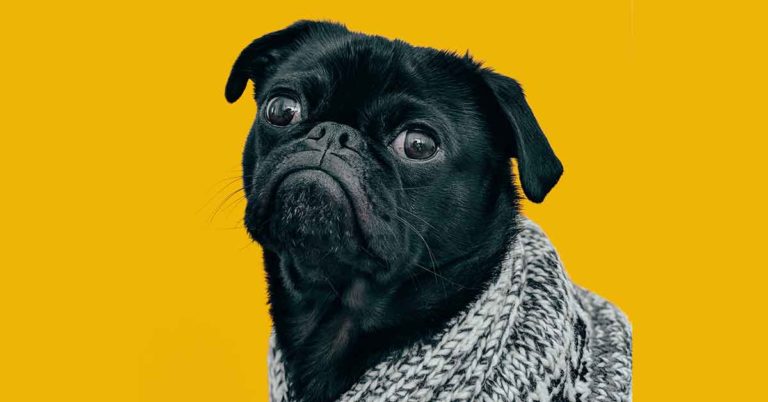 Instagram Tips & Tricks – Making an Account for Your Pet