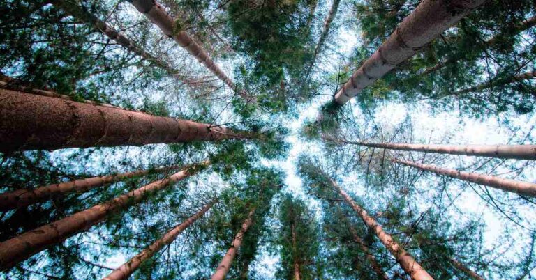 Top 10 websites to find 4K wallpapers for your Mac or PC