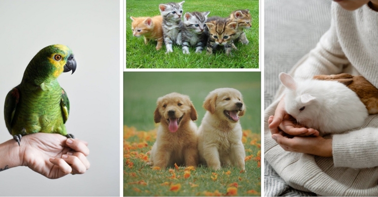 Top 3 Websites for Pet Adoptions in the USA: Floof Up Your Life Now