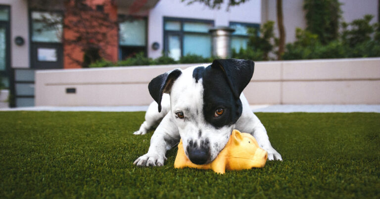 International Dog Day 2023: Best gadgets for your pet dog