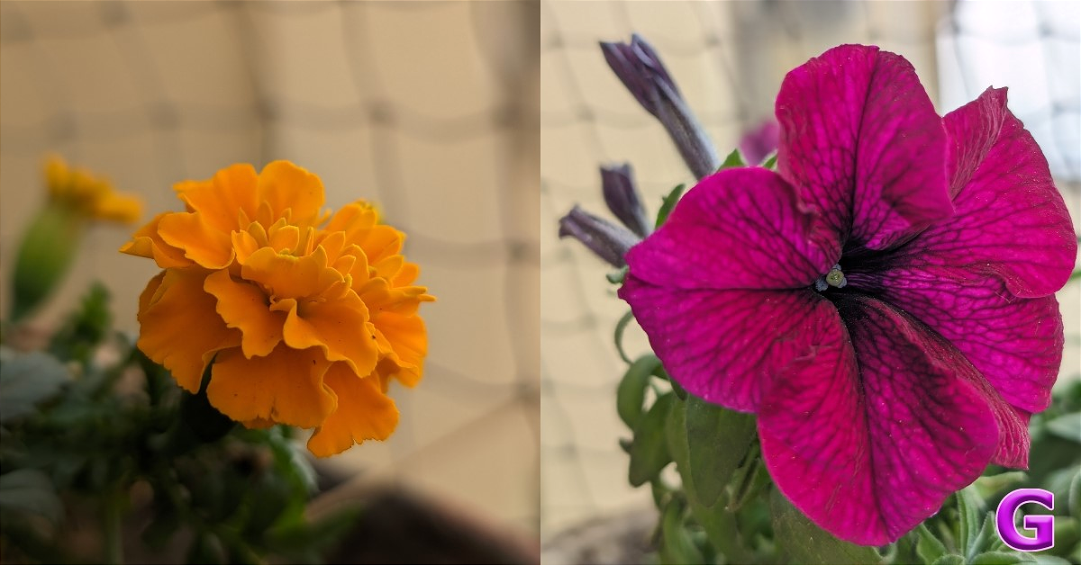 review of Google Pixel 8 