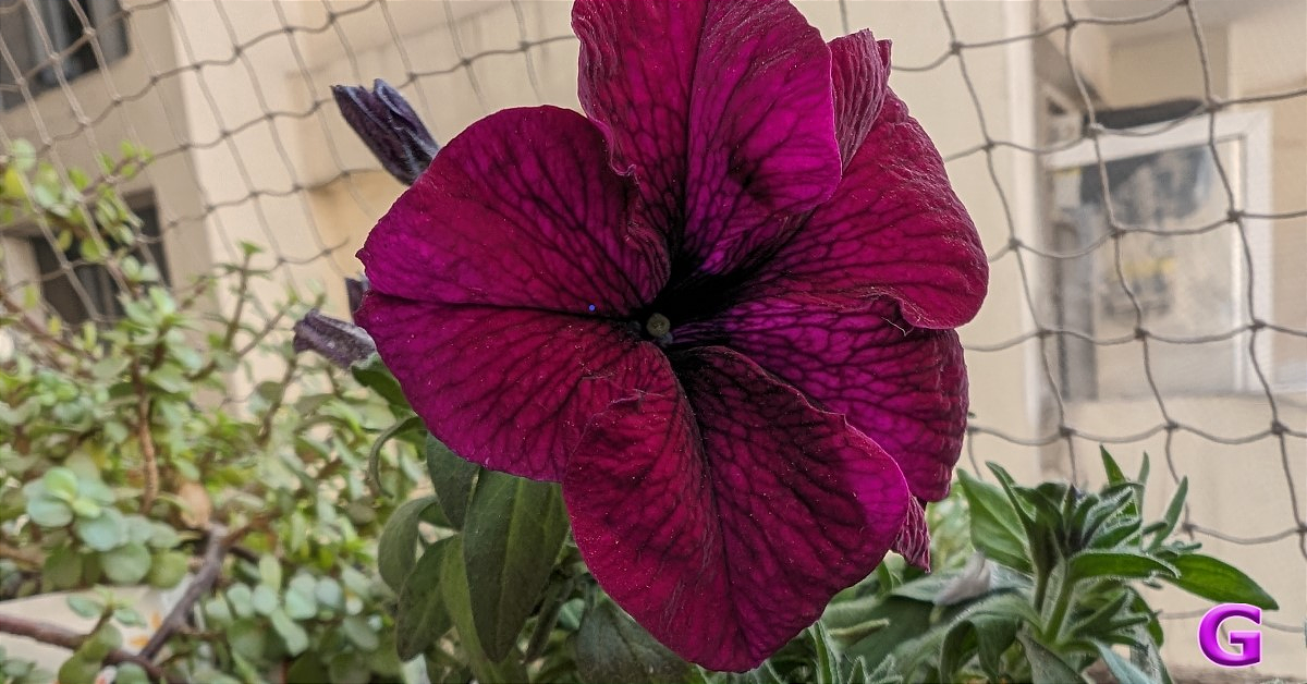 review of Google Pixel 8 