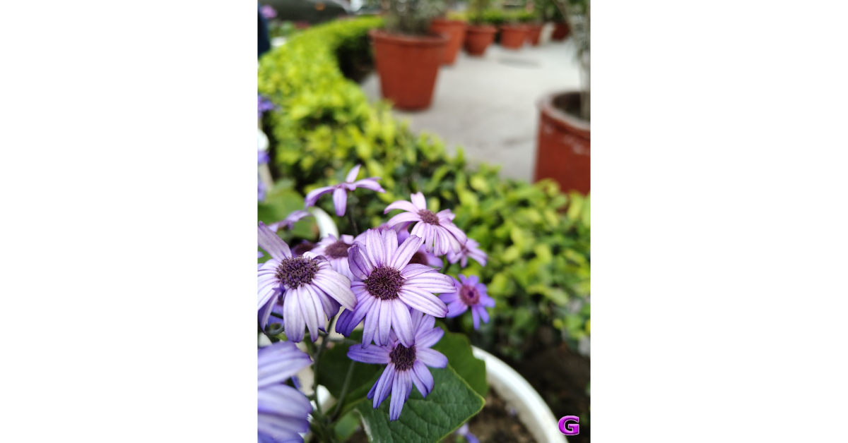 review of Realme P3 Pro