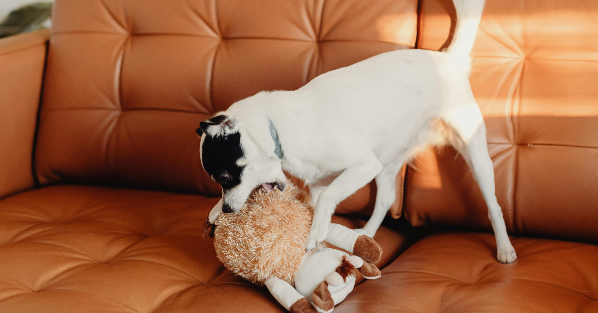 Here are the five best PUP-approved interactive pet toys available on Amazon