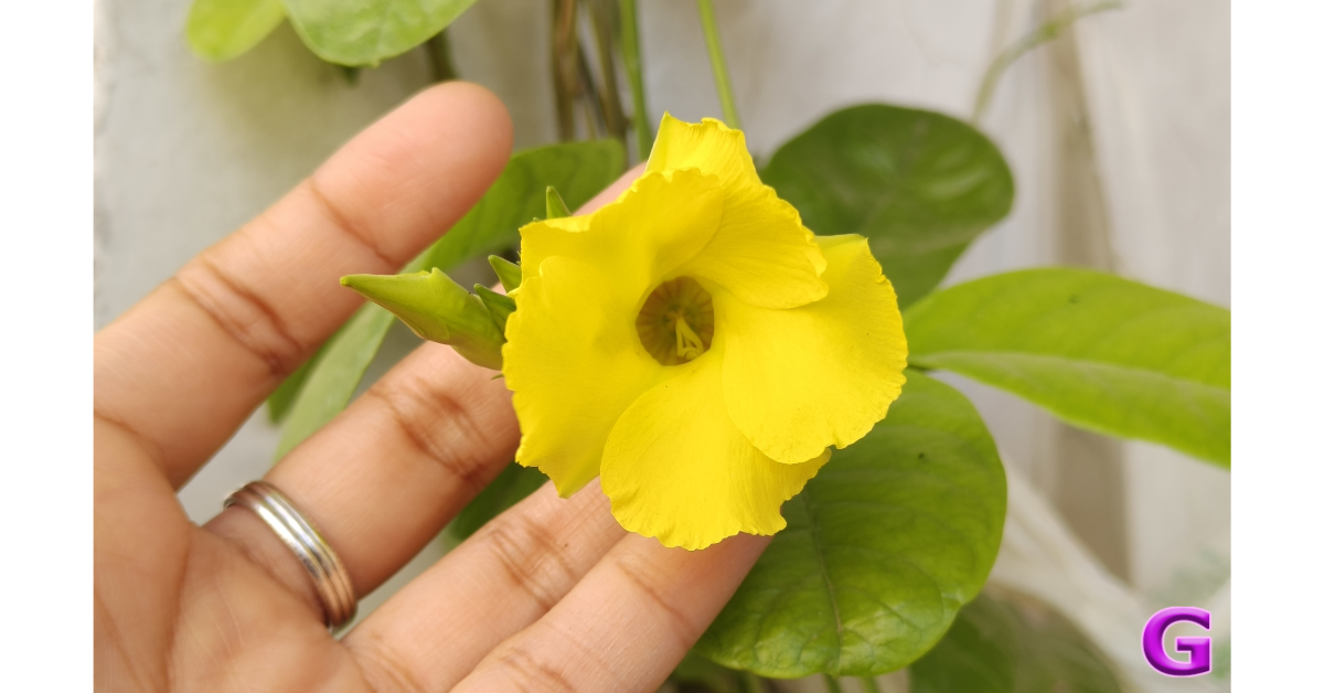 Review of Realme P3 Ultra 