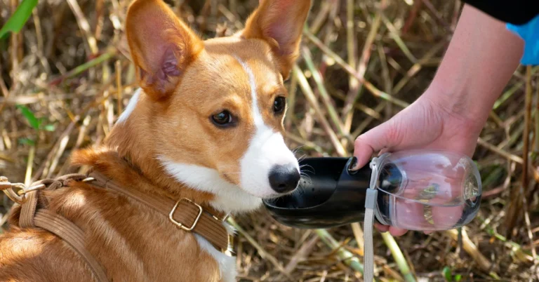International Dog Day 2025: Top 10 gadgets and accessories for your dog