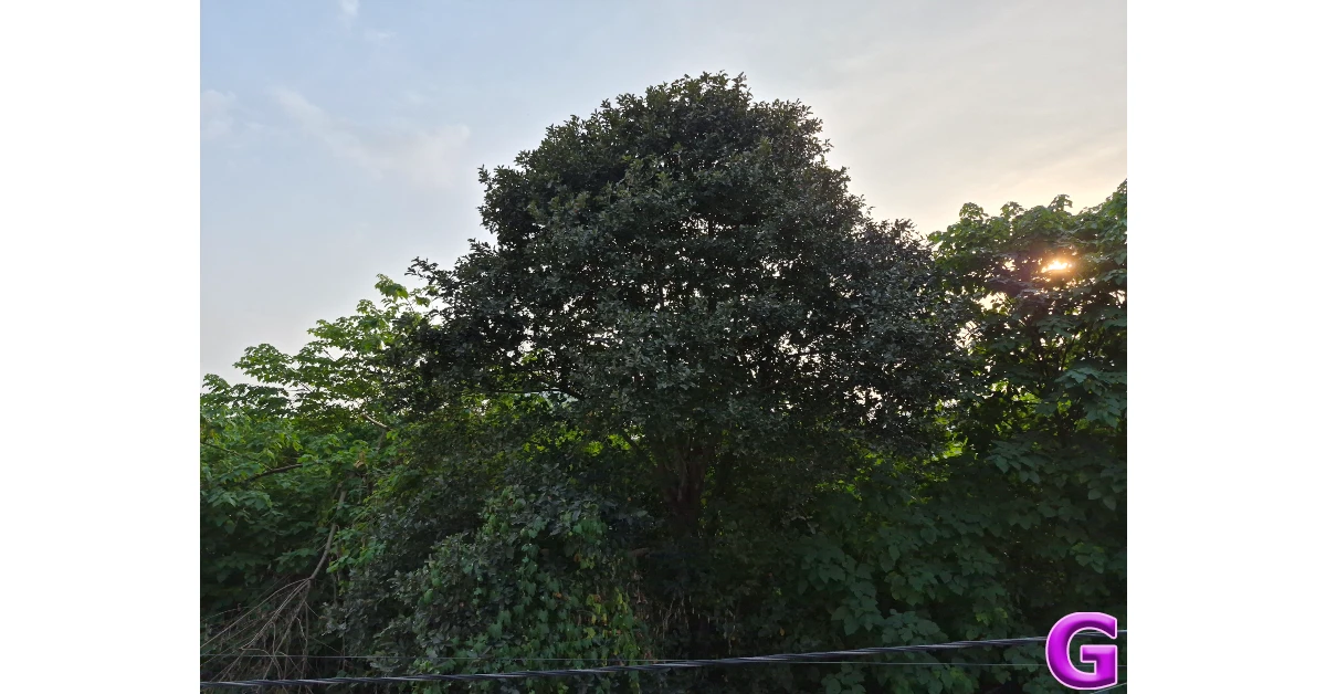 Samsung Galaxy S25 FE Review: Performance and Cameras