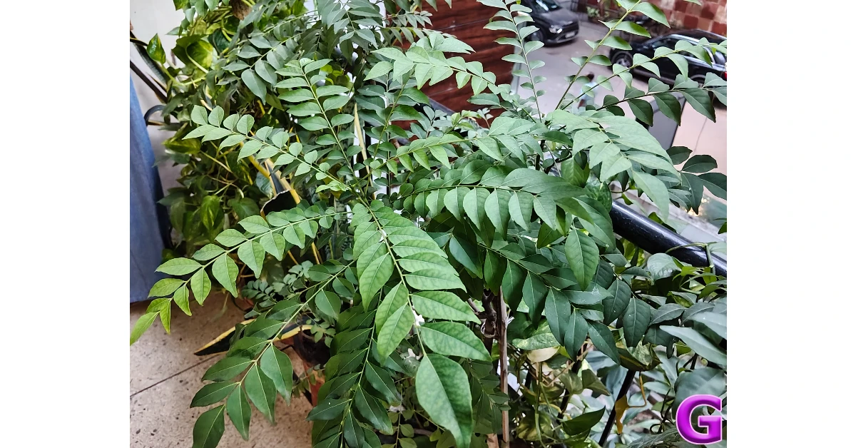 Oppo F31 Pro+ Review: Performance and Cameras