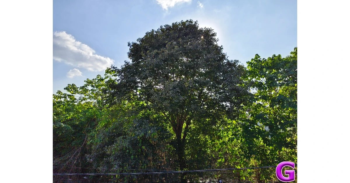 Vivo V60e Review: Performance and Cameras