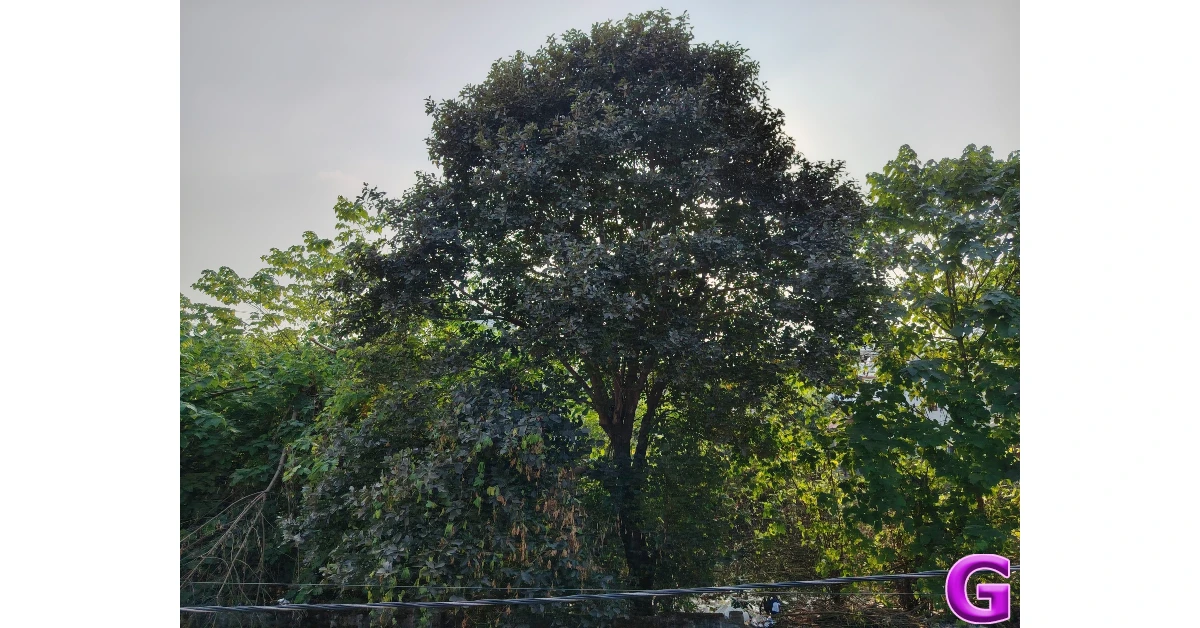 Honor X9c Review: Performance and Cameras