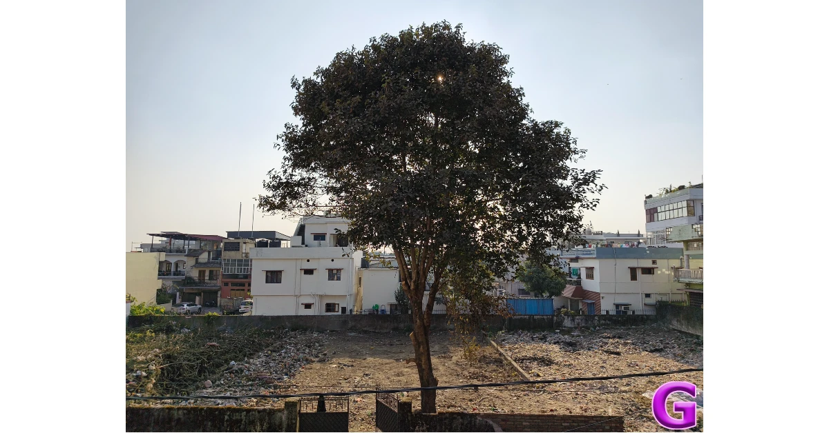 Nothing Phone (3a) Lite Review: Performance and Cameras