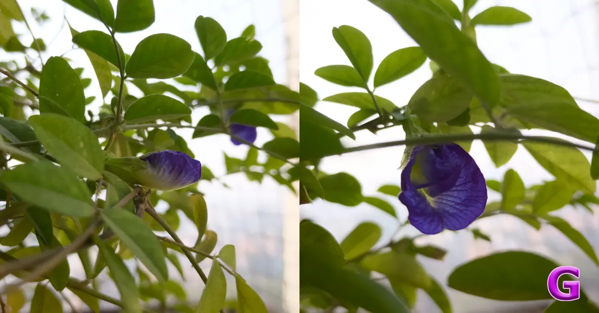 OnePlus 15 Review camera