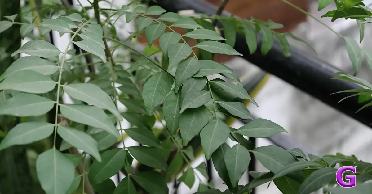 OPPO Find X9 Pro review India