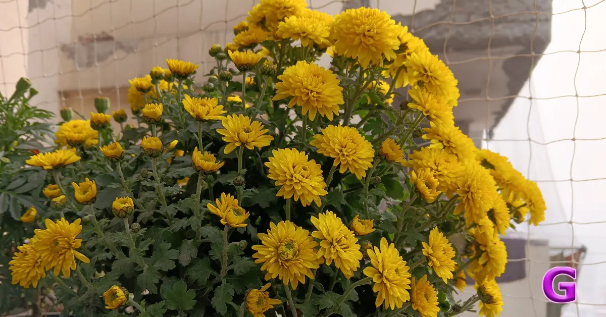 Redmi 15C 5G review India