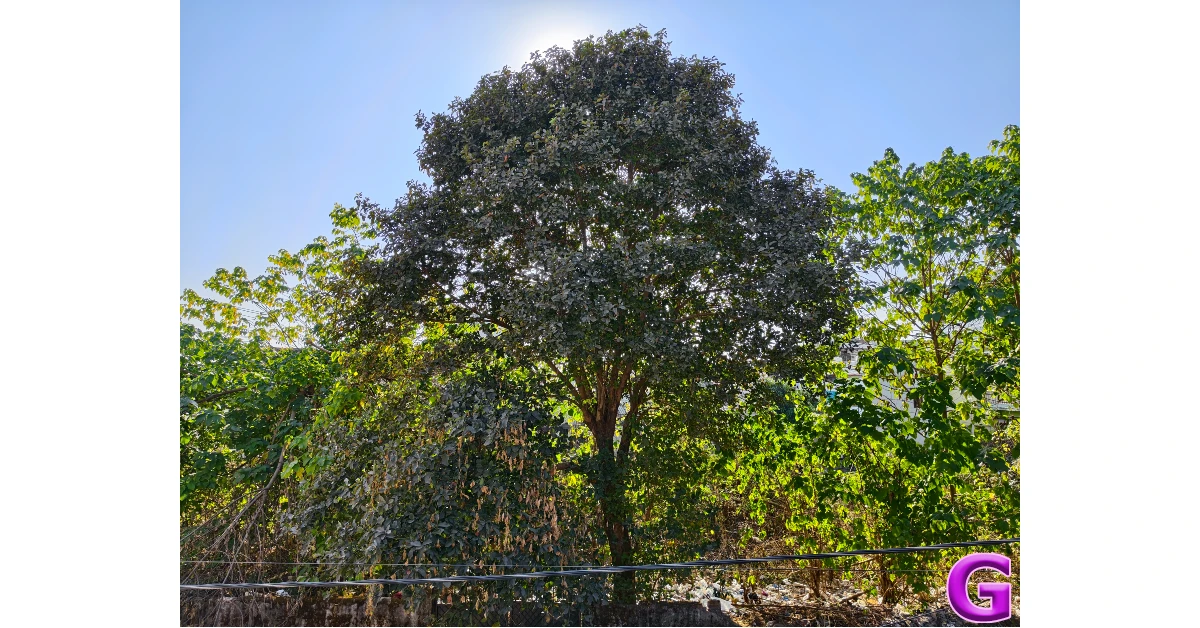 iQOO 15 Review: Performance and Cameras