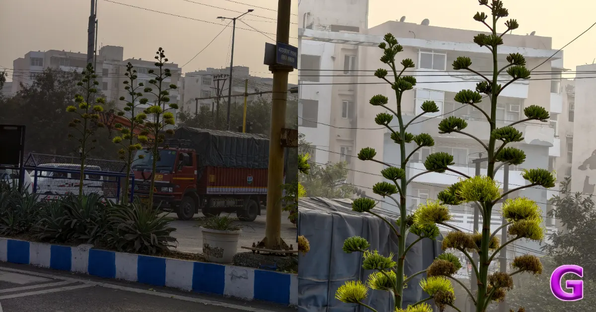 Vivo X300 Review India