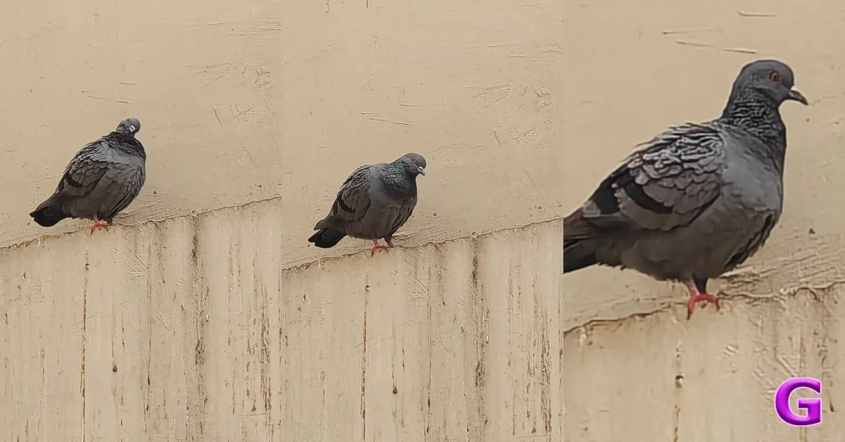 review of OnePlus 15R