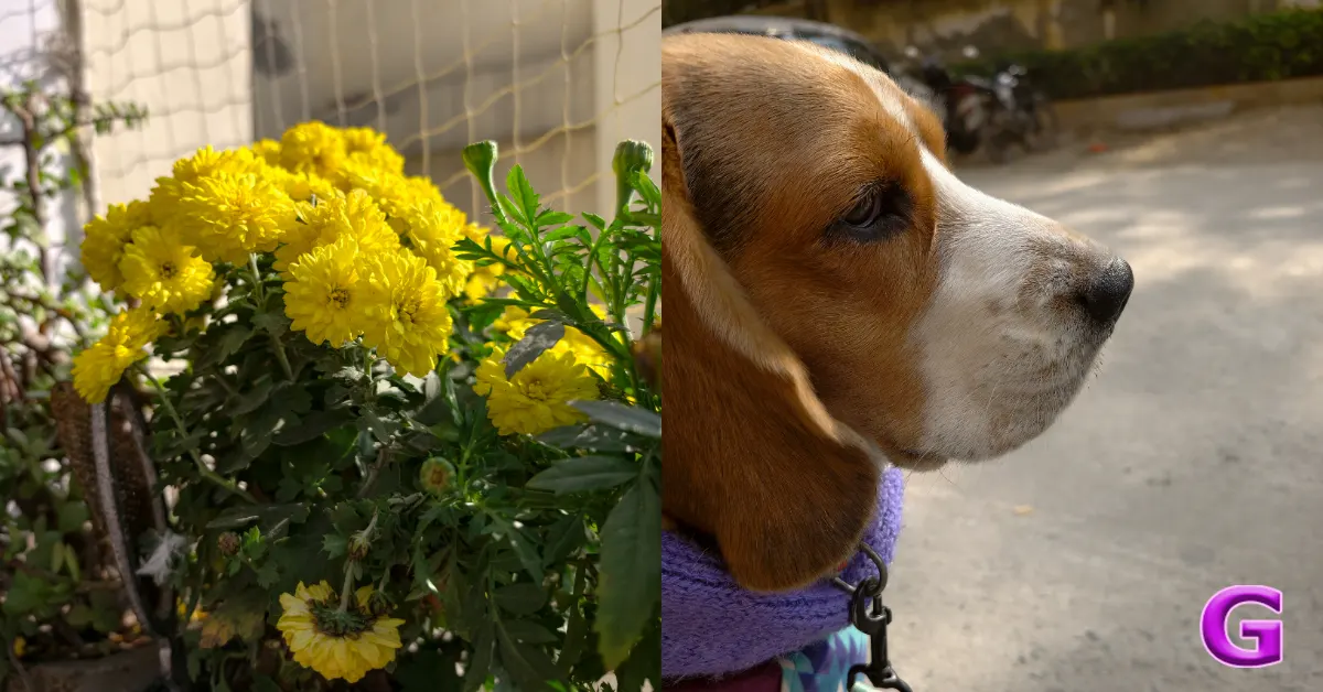 Vivo X300 Review India