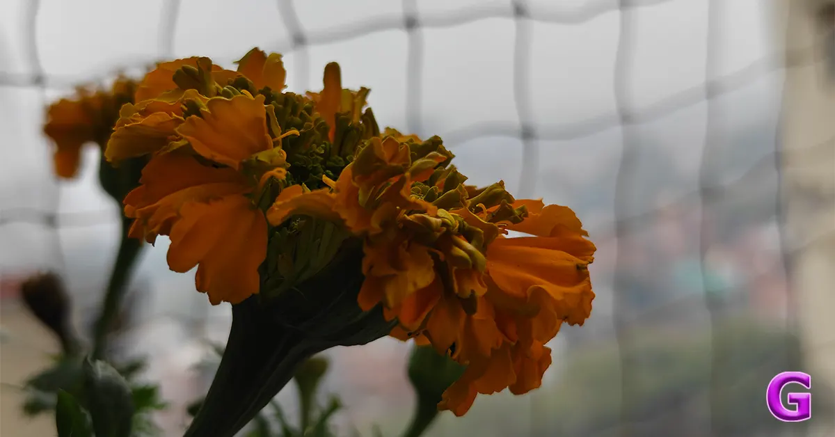 review of OnePlus 15R