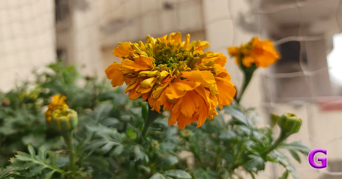 review of OnePlus 15R