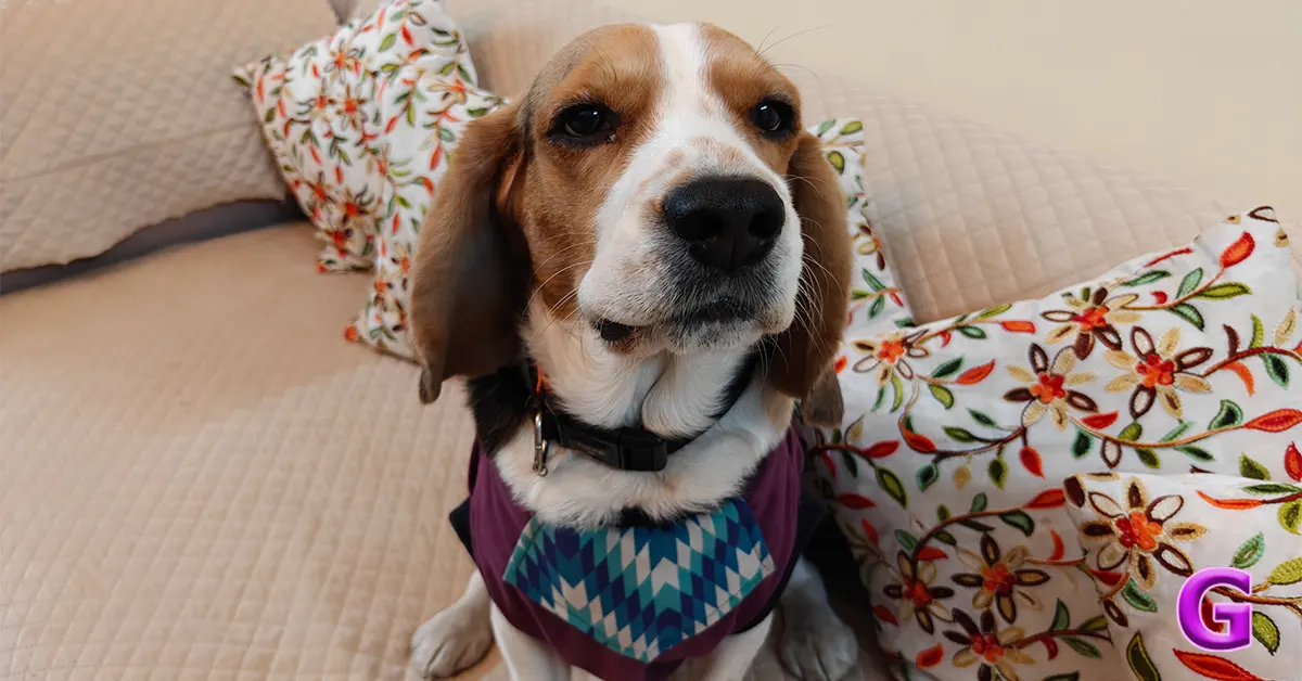 review of OnePlus 15R