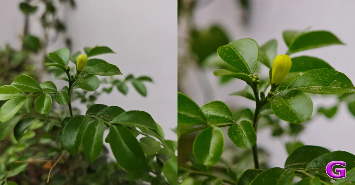 Xiaomi 17 review India