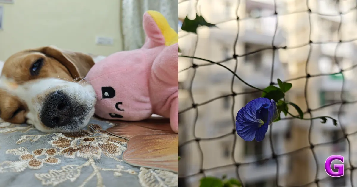 Xiaomi 17 review India