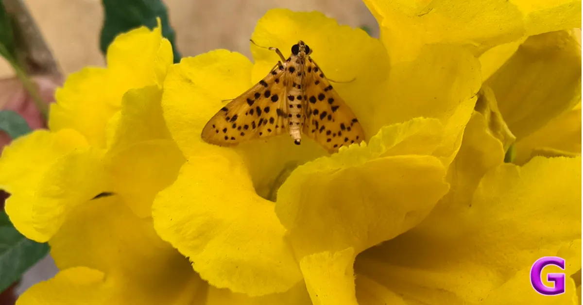 Vivo X200T performance