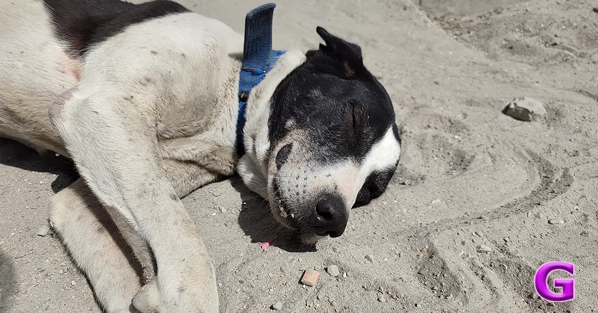 review of Redmi Note 15 Pro+