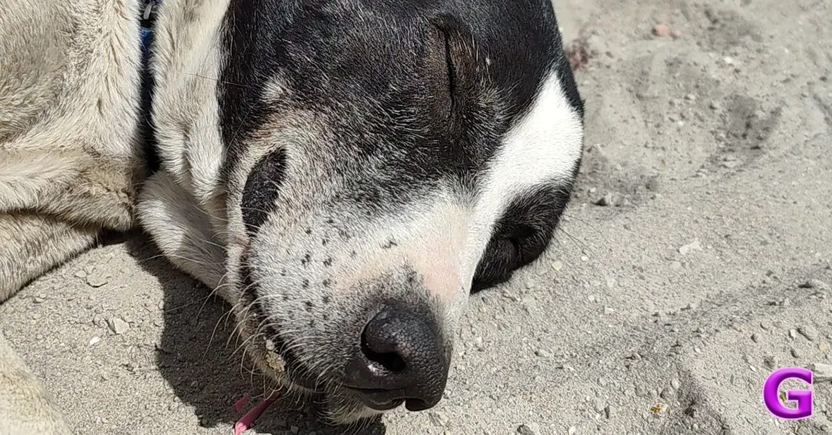 review of Redmi Note 15 Pro+