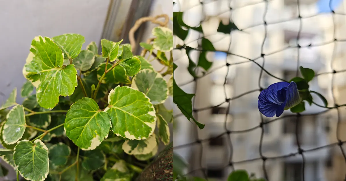 Xiaomi 17 review India