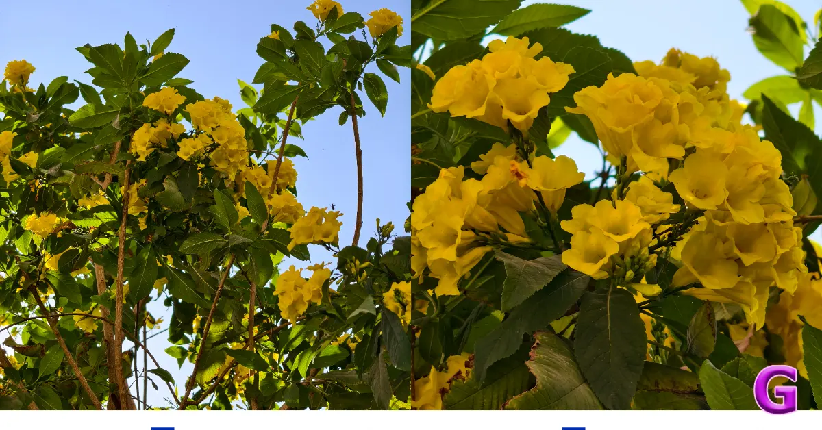 Vivo X200T performance