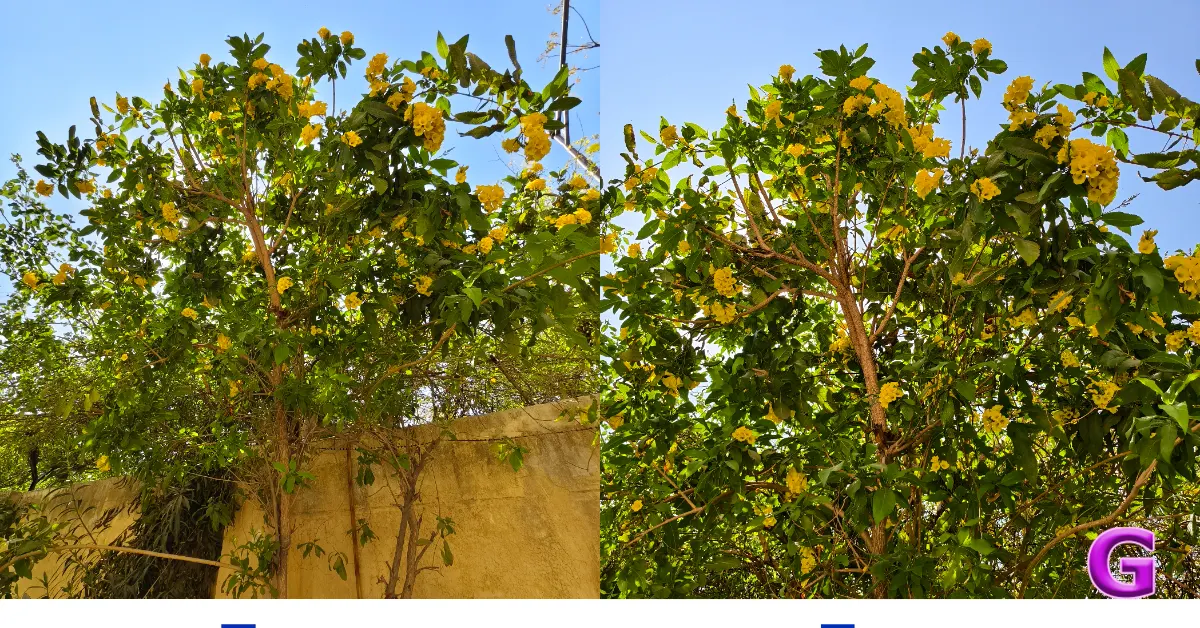 Vivo X200T performance