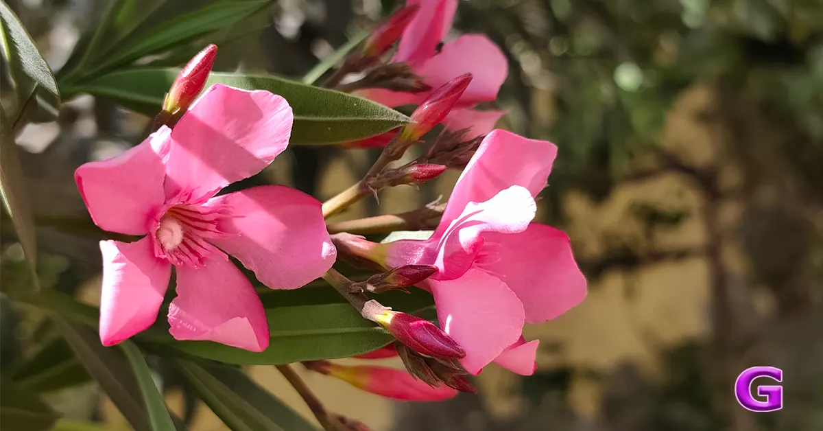 review of Redmi Note 15 Pro+