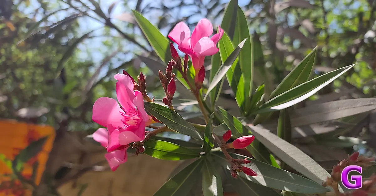 review of Redmi Note 15 Pro+