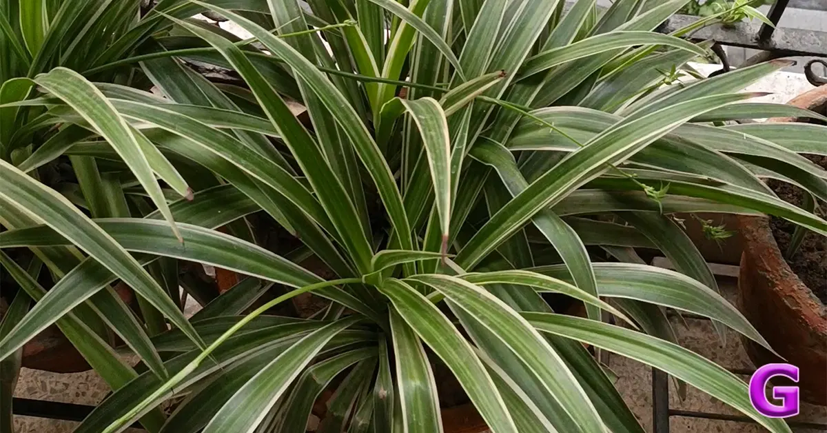 Infinix Note Edge 5G performance