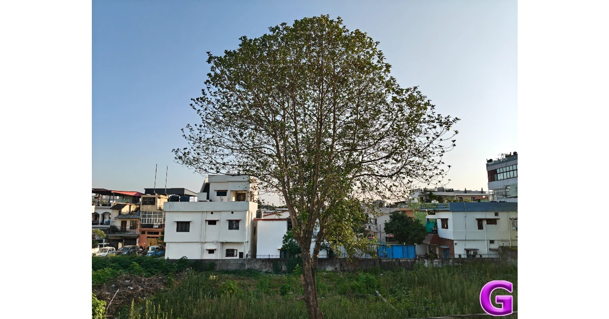 OnePlus Nord 6 Review: Performance and Cameras