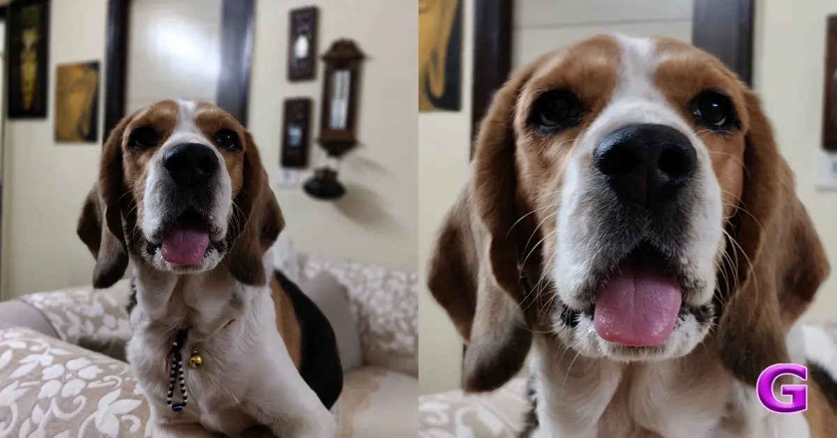 OnePlus Nord CE 6 camera performance