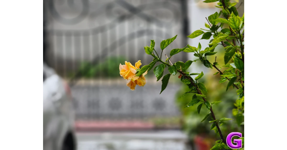 Xiaomi 17T Review: Performance and Cameras