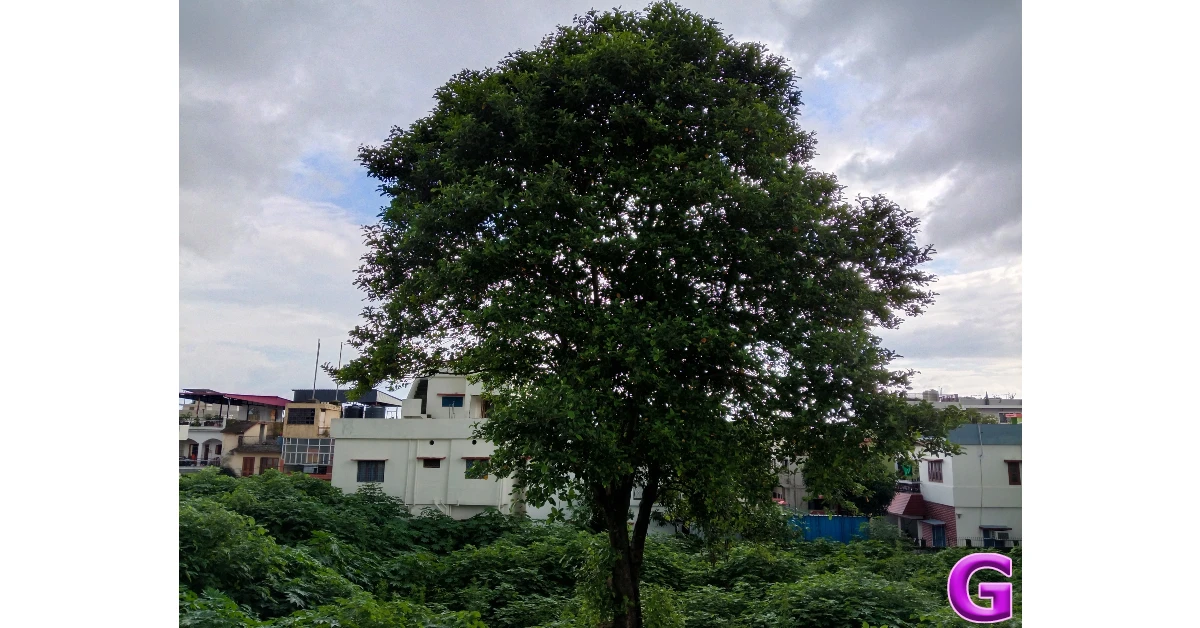 iQOO Z11 Lite Review: Performance and Cameras