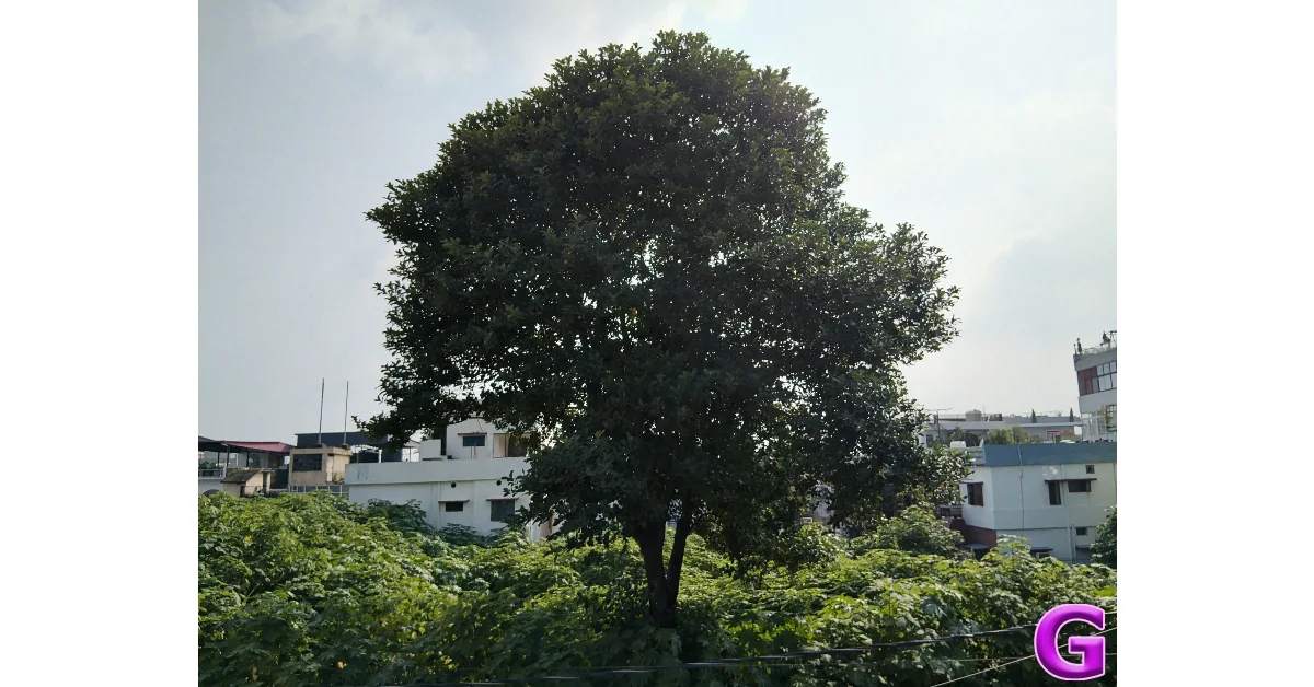 main camera